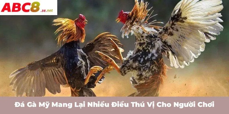 Đá gà Mỹ mang lại nhiều điều thú vị cho người chơi